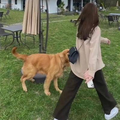 科搜研之女第24季
